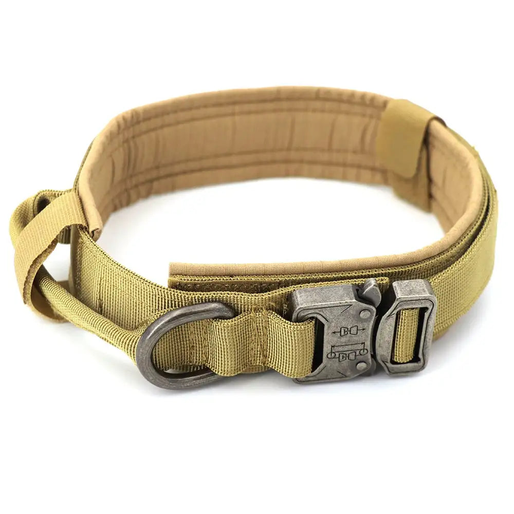 Fashion Dog Collar