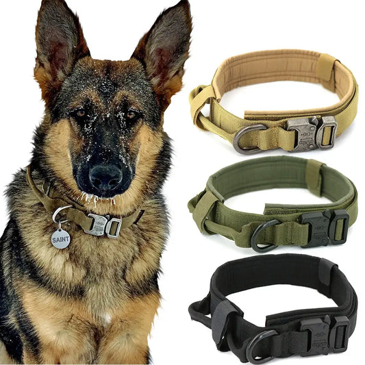 Fashion Dog Collar